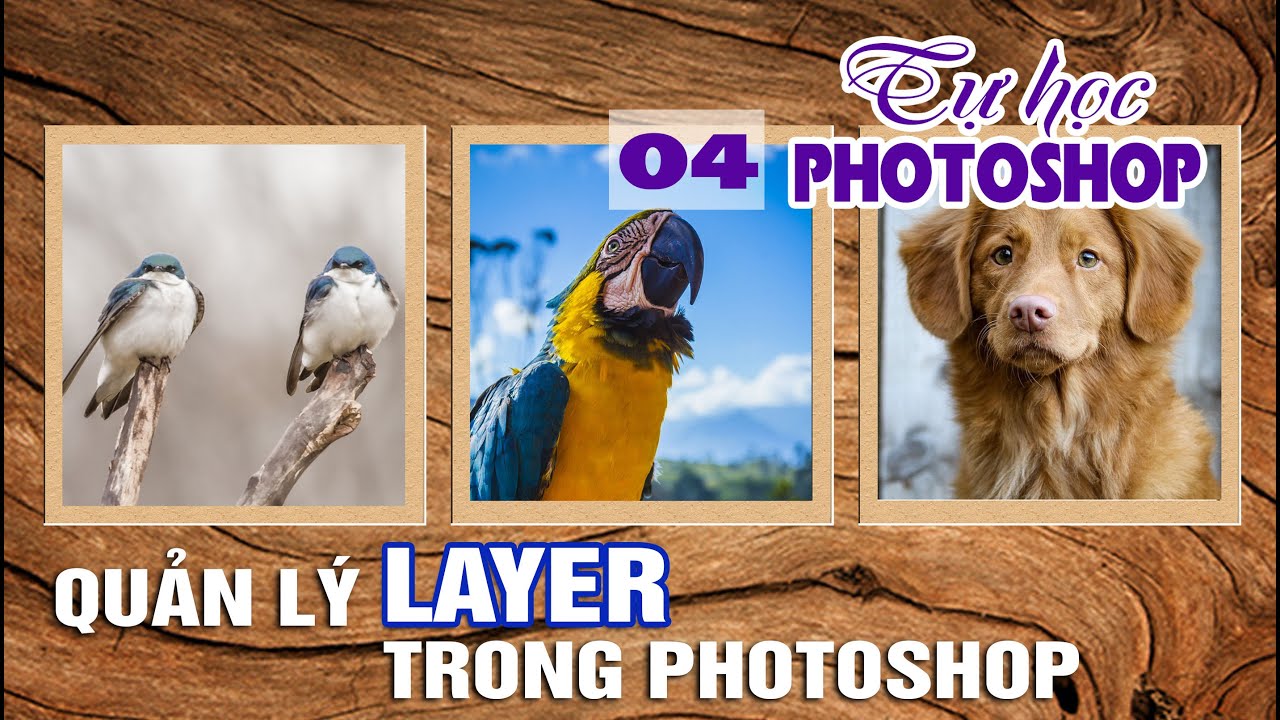 Bài 4: Quản lý photoshop với layer