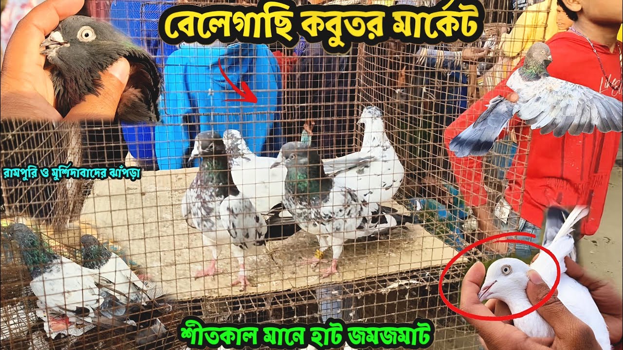 রামপুরি ও মুর্শিদাবাদের ঝাঁপড়া কবুতর | শীতকাল মানে হাট জমজমাট | বেলেগাছি কবুতর মার্কেট