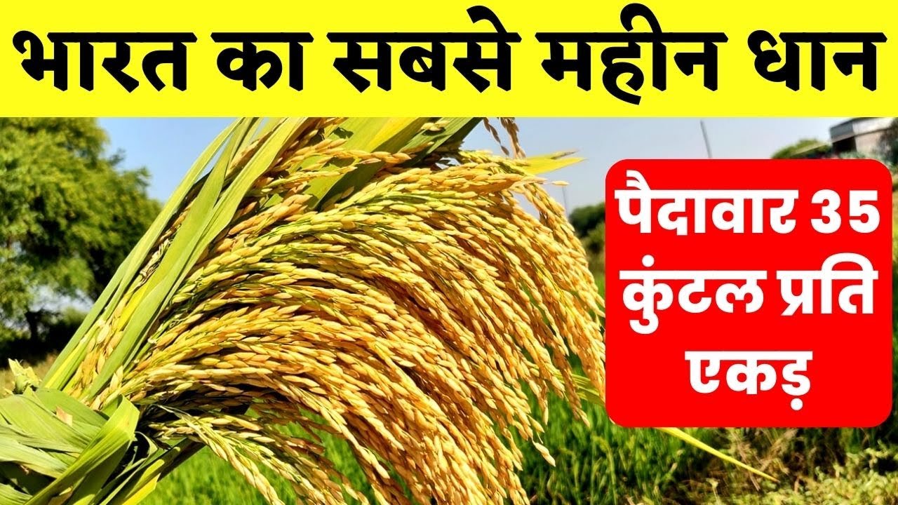 भारत का सबसे महीन धान पैदावार 35 कुंटल प्रति एकड़ || Dhan ki sabse Top variety || Dhan kheti