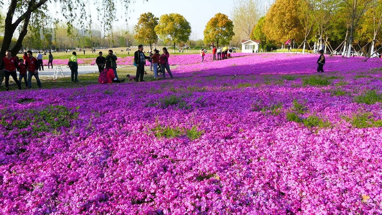 2016 南京濱江公園風景帶（國際青年文化公園,南京眼步行橋,青奧森林公園,左岸花海,中國綠化博覽園）