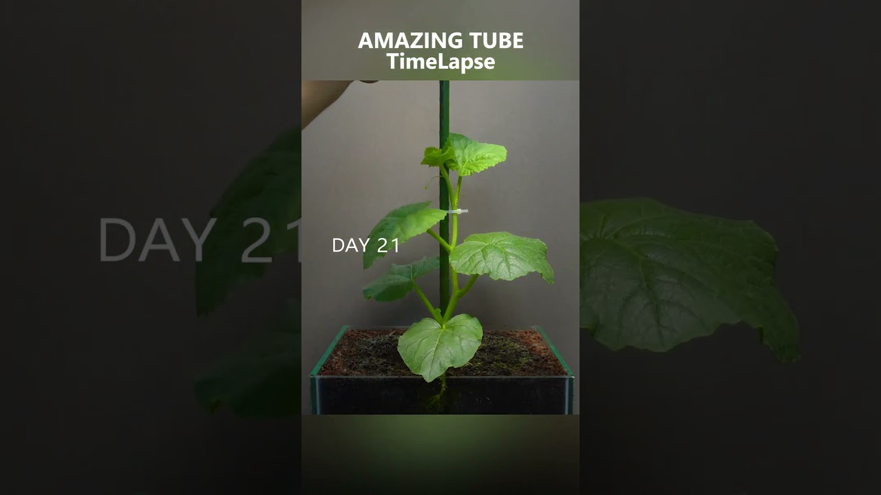 Growing Rock Melon - Time Lapse