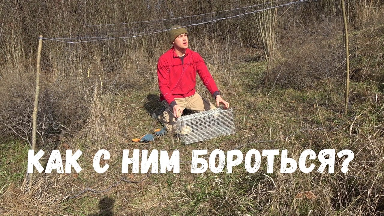 Ловушка Для Хищника и Фазанов из Рыбацкой Сетки, Он Ест Моих Курей! Что Делать?