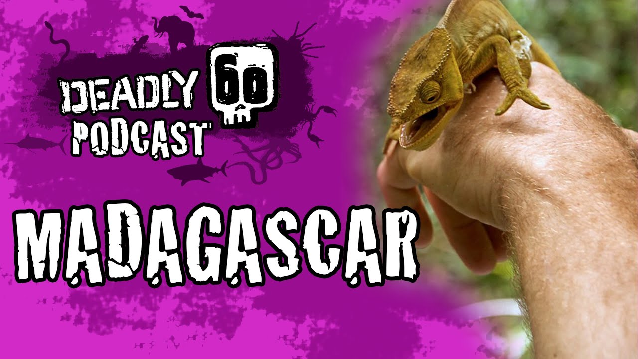 Deadly 60 Podcast Ep 2 | IN COLLAB WITH @thecobraeffectyt