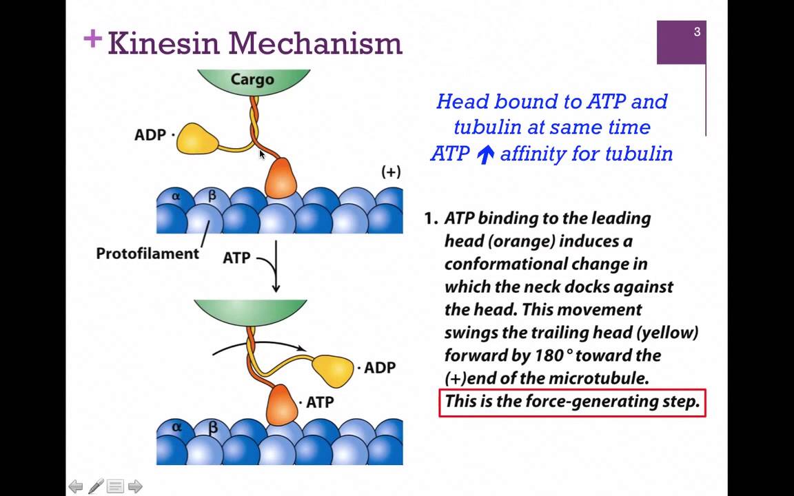 033-Kinesin Structure & Function