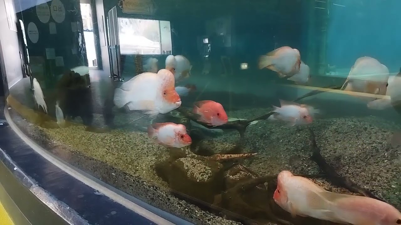 フラミンゴシクリッド【Midas cichlid】【箱根園水族館】