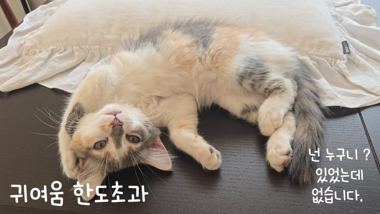 냥줍 아기고양이 🐈😍😌💘❤️ 너무 귀엽다 정말 너무너무 귀엽다. 