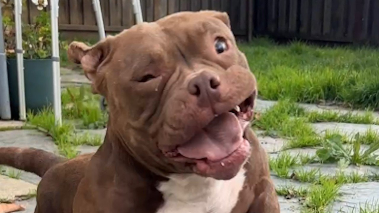 Dog totally shutdown in shelter surprises everyone with happy dance when she's freed