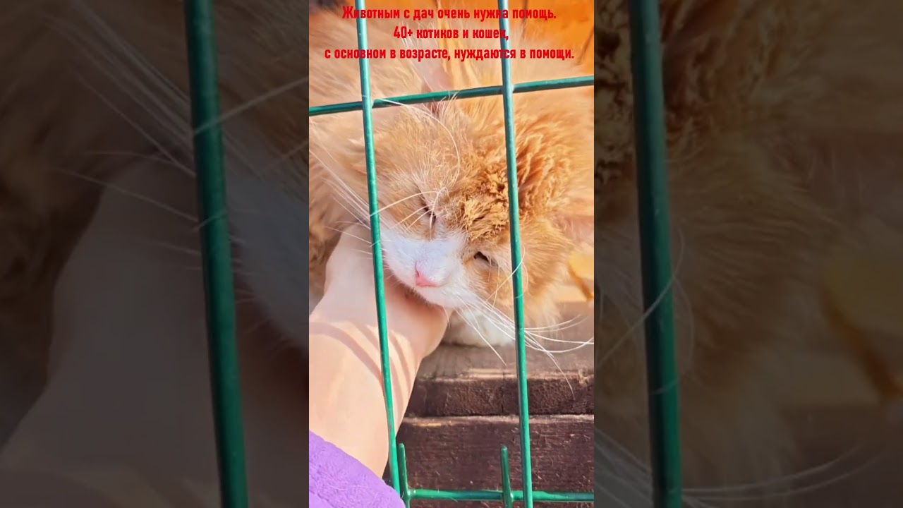 Для помощи СБ 5336 6901 6946 5830 или активная ссылка в описании профиля #cat #помощьбездомным