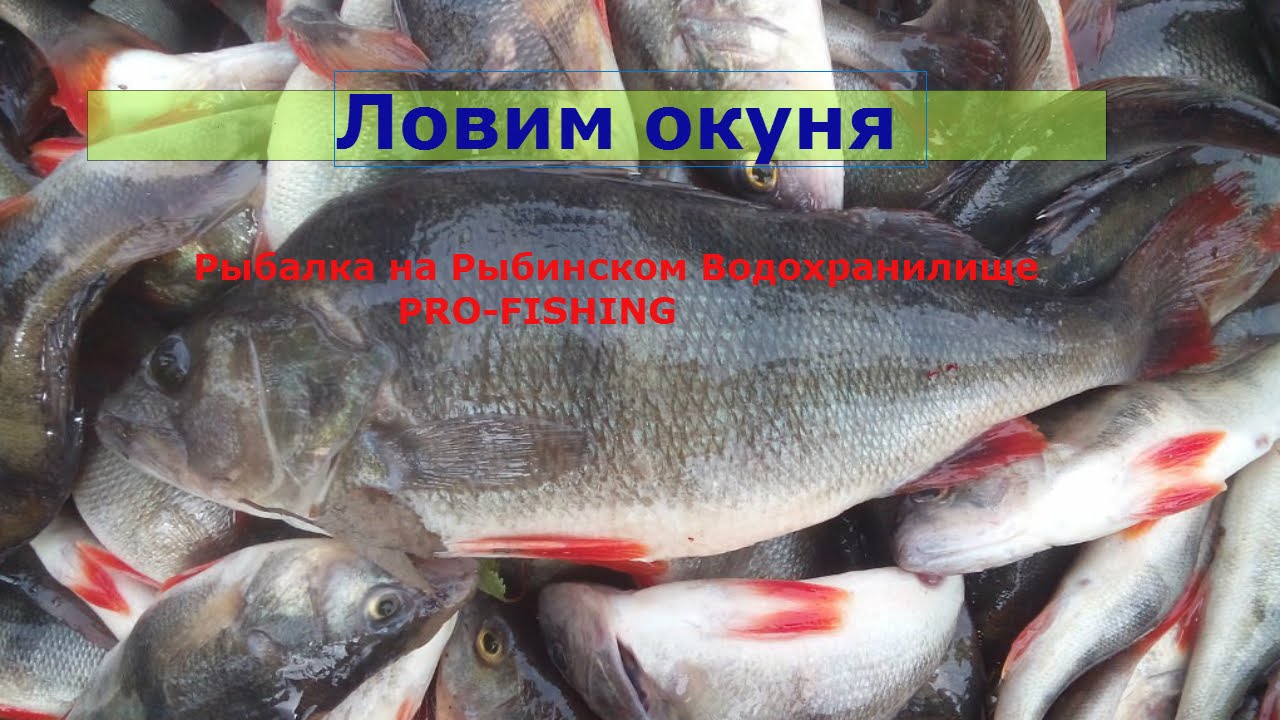 Окунь на Рыбинском Водохранилище начало сезона 2016 .