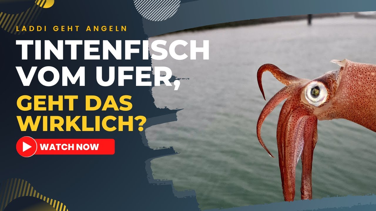 Gefahr!! Tintenfisch will mich anspritzen! Kalamar/Sepia angeln vom Ufer in der Nordsee in Rotterdam