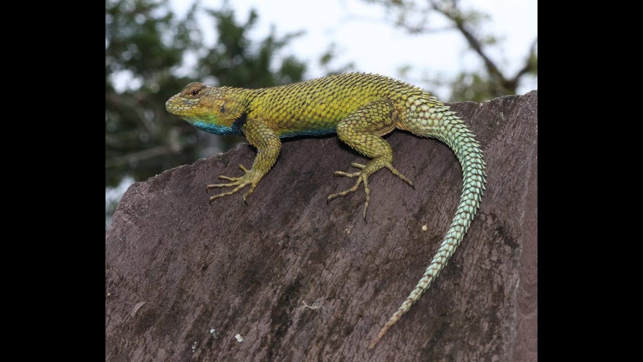 Lagartija Espinosa Verde / Sceloporus malachiticus (Reserva Curi Cancha, Monteverde)