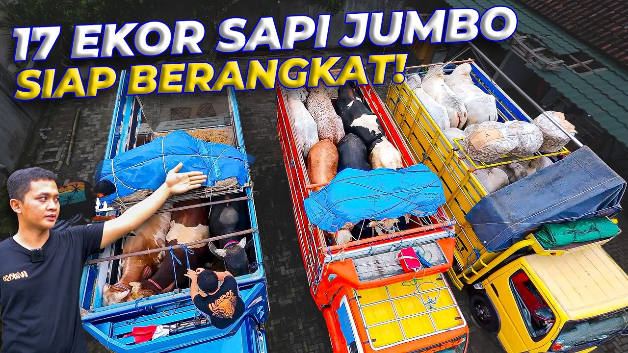 Apa yang Terjadi Saat ANGKUT Seluruh SAPI Setia Farm dari Purworejo?