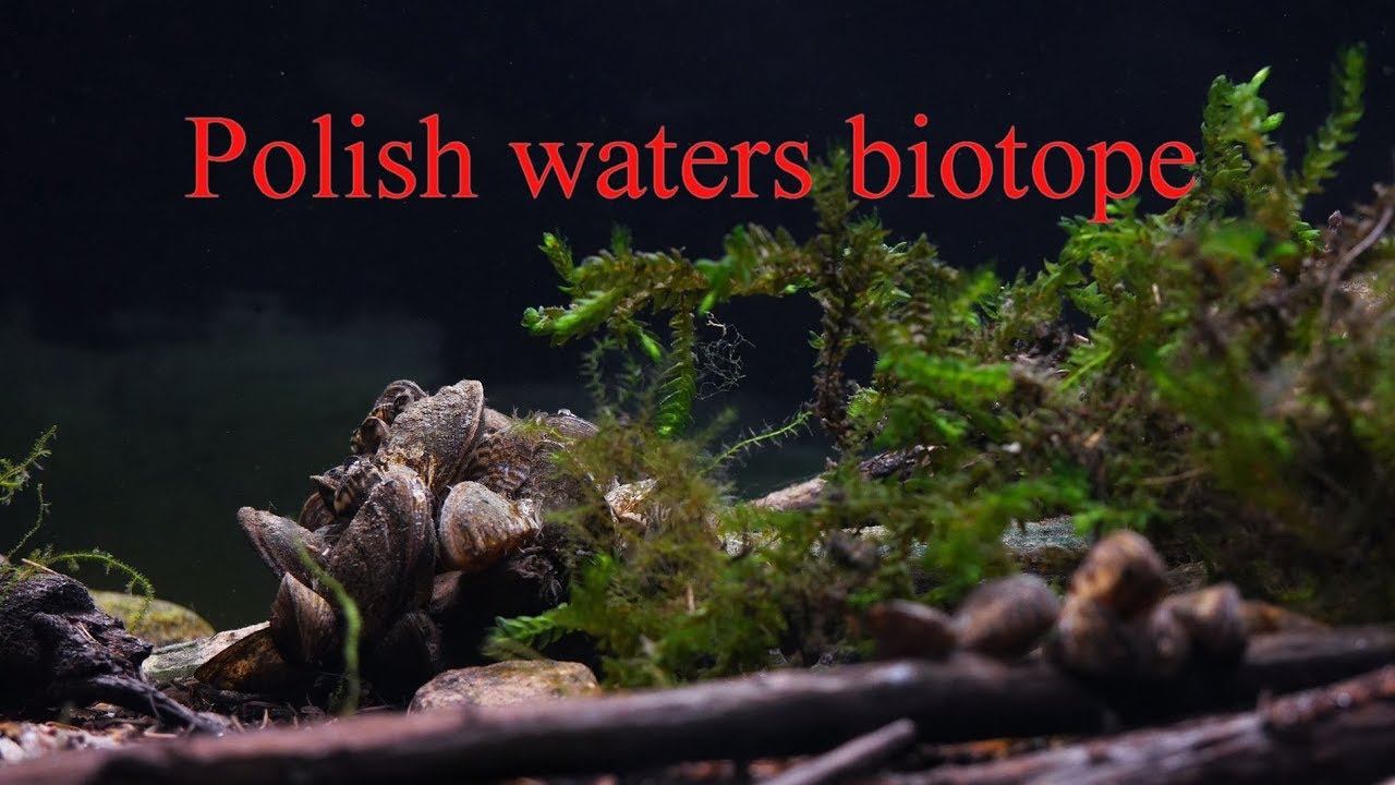 Akwarium 115 litrów - biotop Polski/zalew w Nadarzycach.115 litre aquarium - Polish waters  biotope