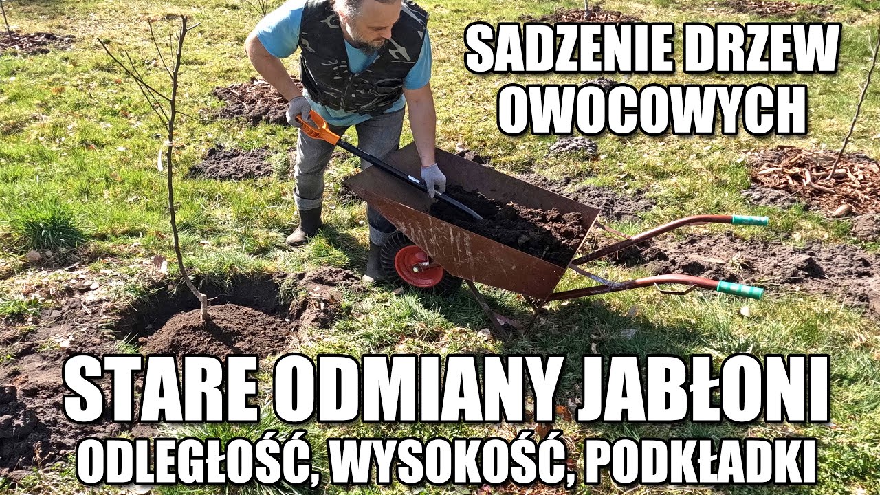 Sadzenie drzew owocowych. Jabłonie starych odmian. Odległość, wysokość, szerokość, podkładki, nawóz.