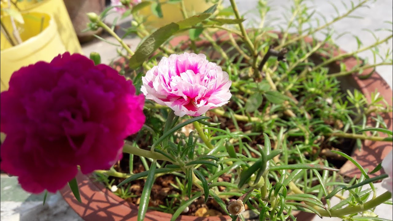 portuluca plants clip (HD).