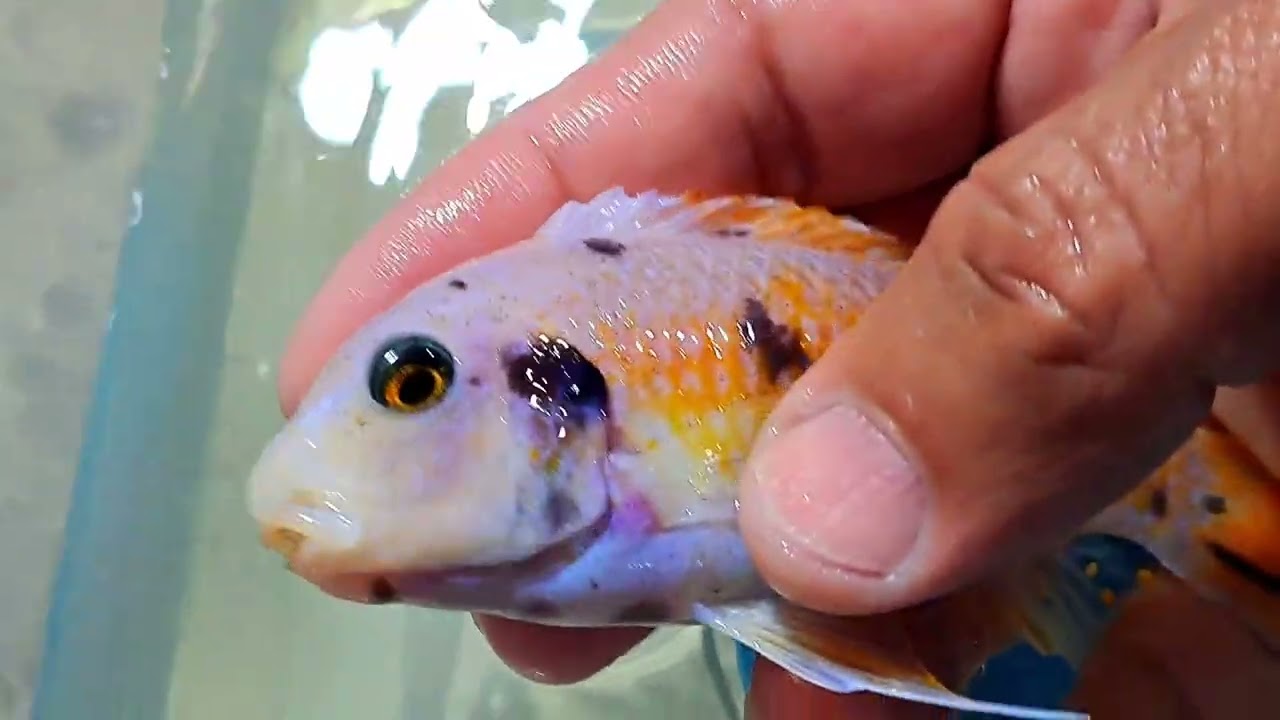 Labeotropheus trewavasae thumbi west MC/OB