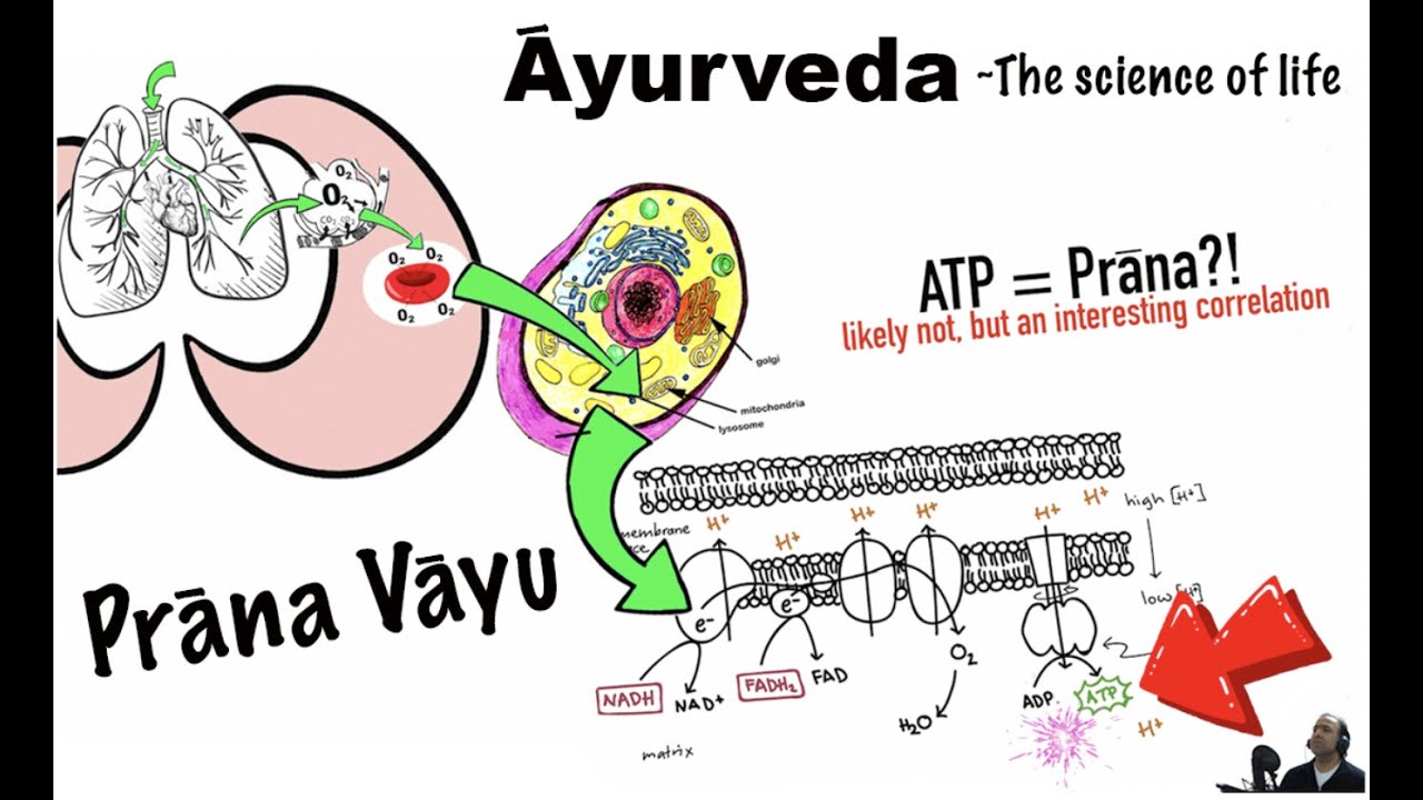 ĀYURVEDA: A Closer Look at Prāna Vāyu [Mind & Respiration]