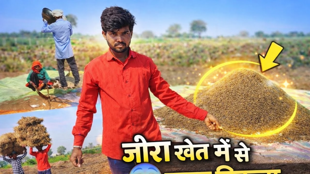 जीरा खेत में से🤑 jeera khet me se etana nikala😎🤠 Aadivasi kuwrasingh mawda blog video🥰