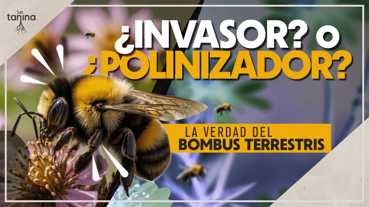 Abejorro BOMBUS TERRESTRIS: ¿Héroe o Villano? 🤔 Polinizador Vital y Especie Invasora