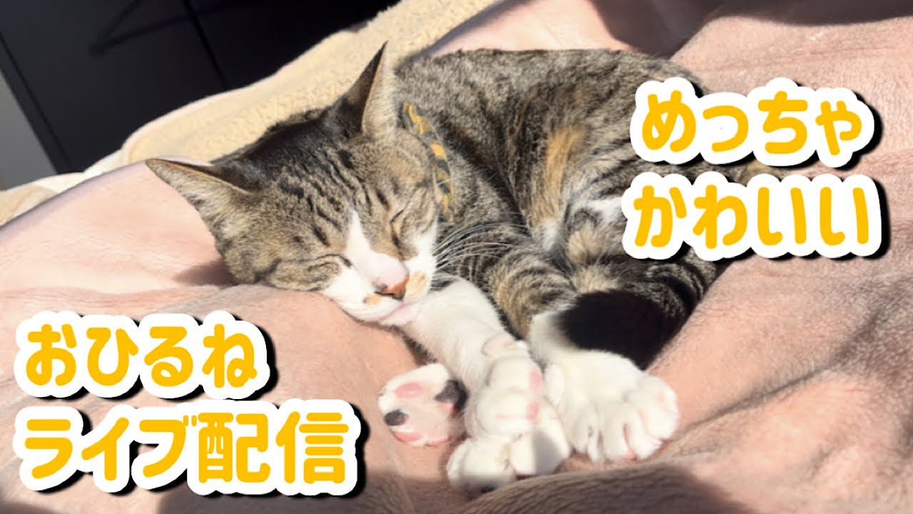 猫を見ながらお喋りライブ！猫の姿に癒されてください！