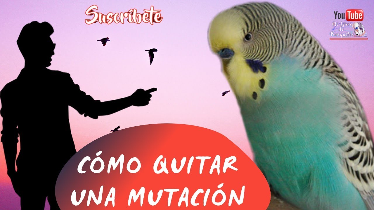 Cómo Eliminar Una Mutación 😱