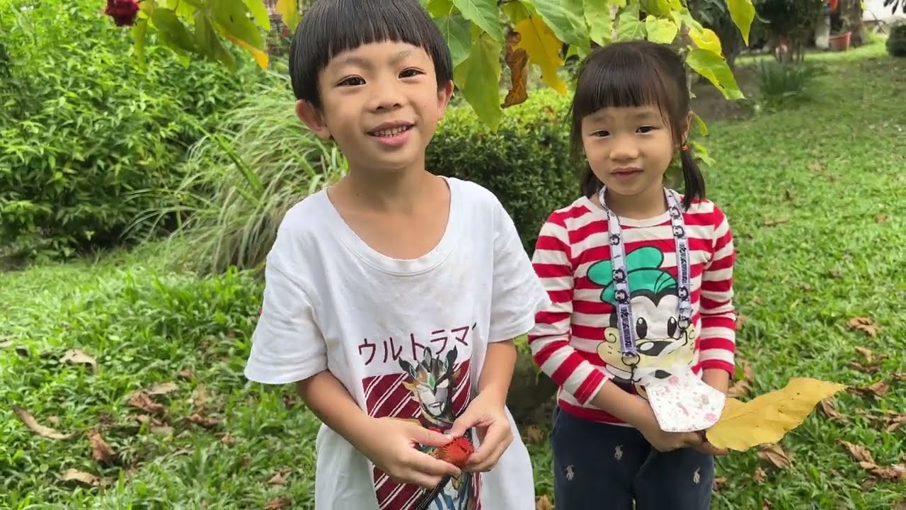 我來介紹胭脂樹
