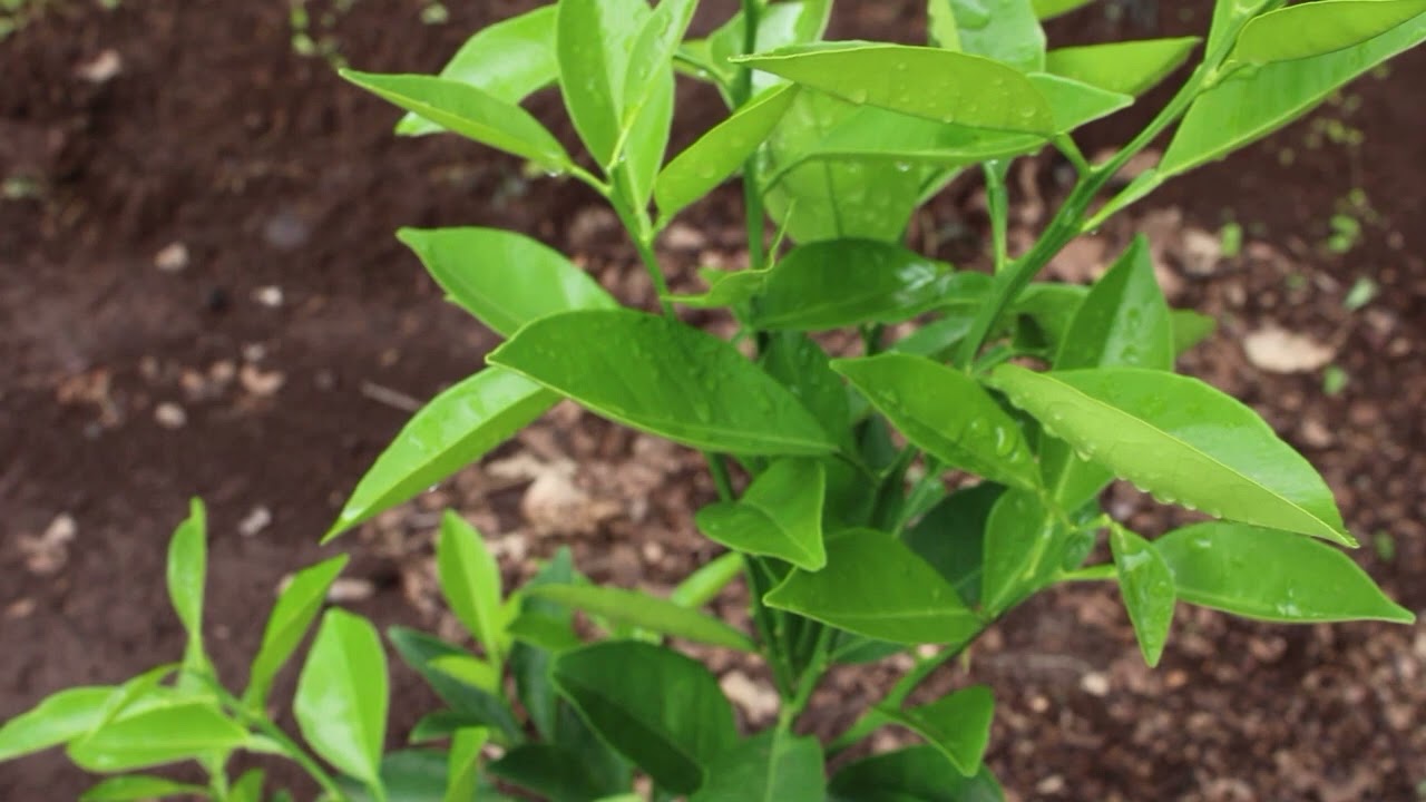 Sistema milpa y agroforestal en la región Xinka