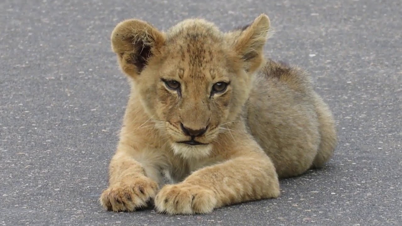 Wonderful Lions cubs on The Road