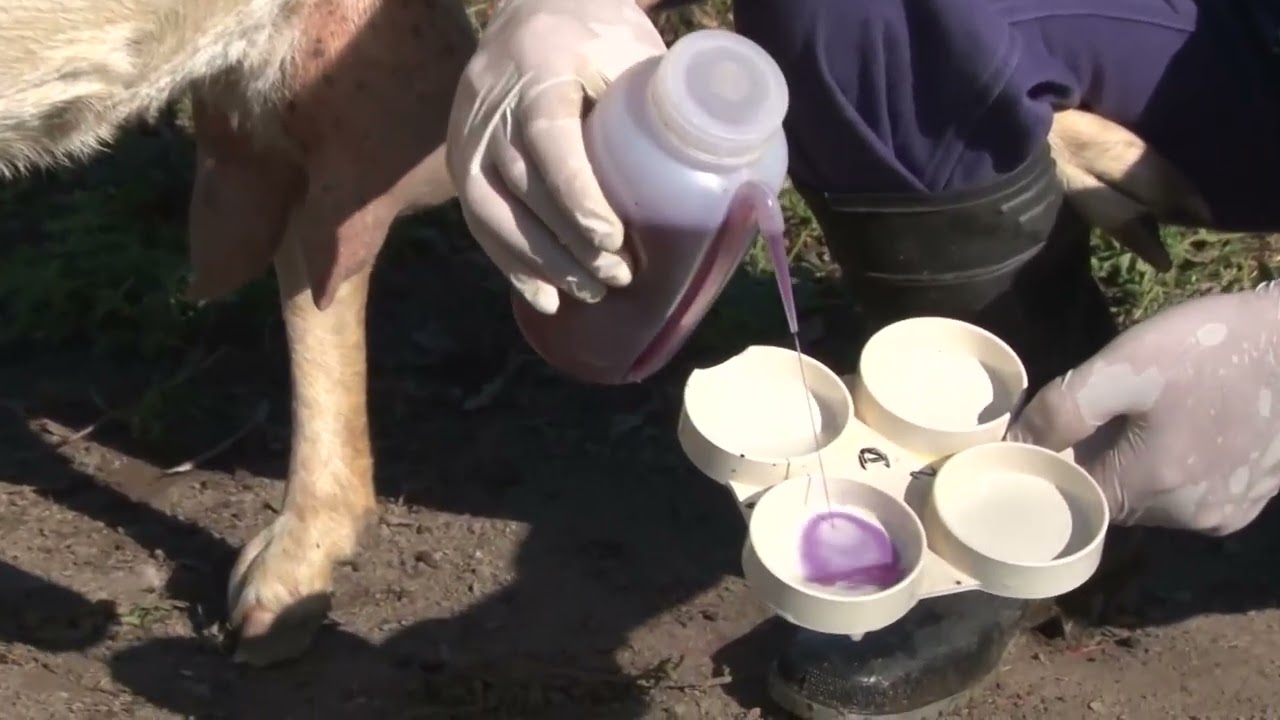 Test en Cabras para prevenir la mastitis y como ordeñarlas