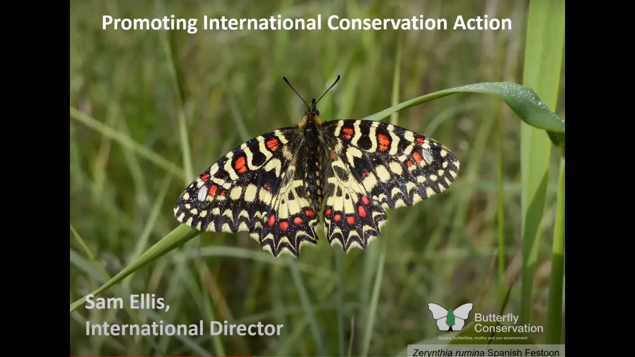 European Butterflies Group AGM: Promoting International Conservation Action