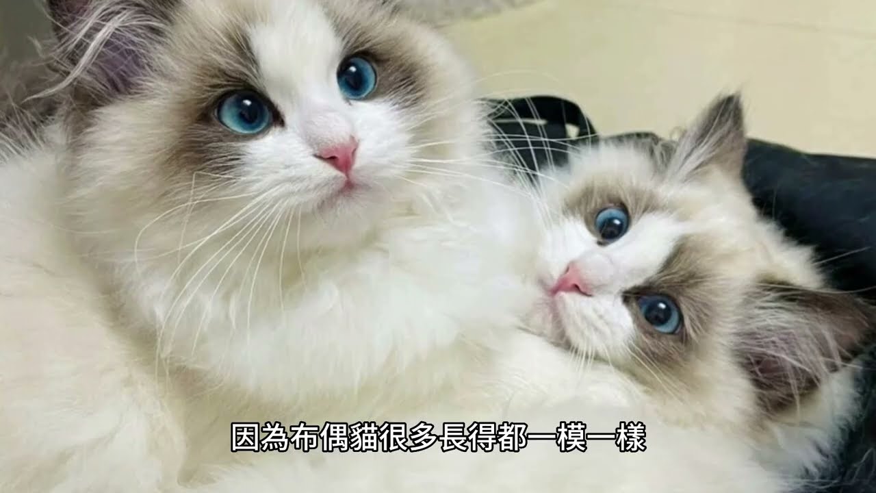 布偶貓的冷知識