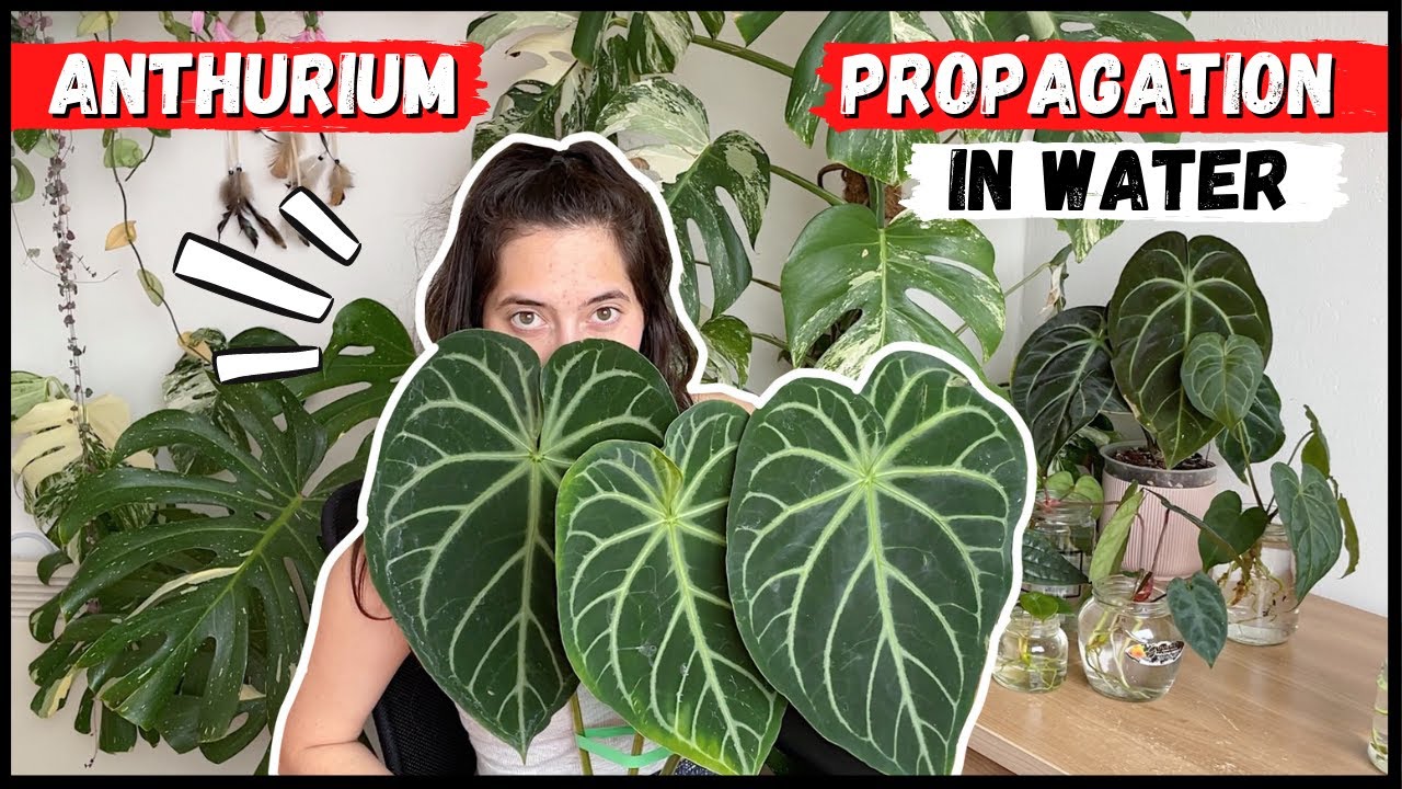 ANTHURIUM PROPAGATION IN WATER + Other Methods