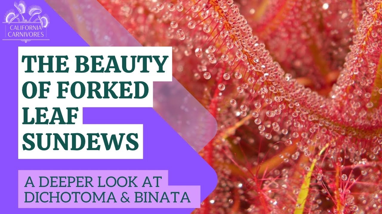 The Beauty of Forked Leaf Sundews