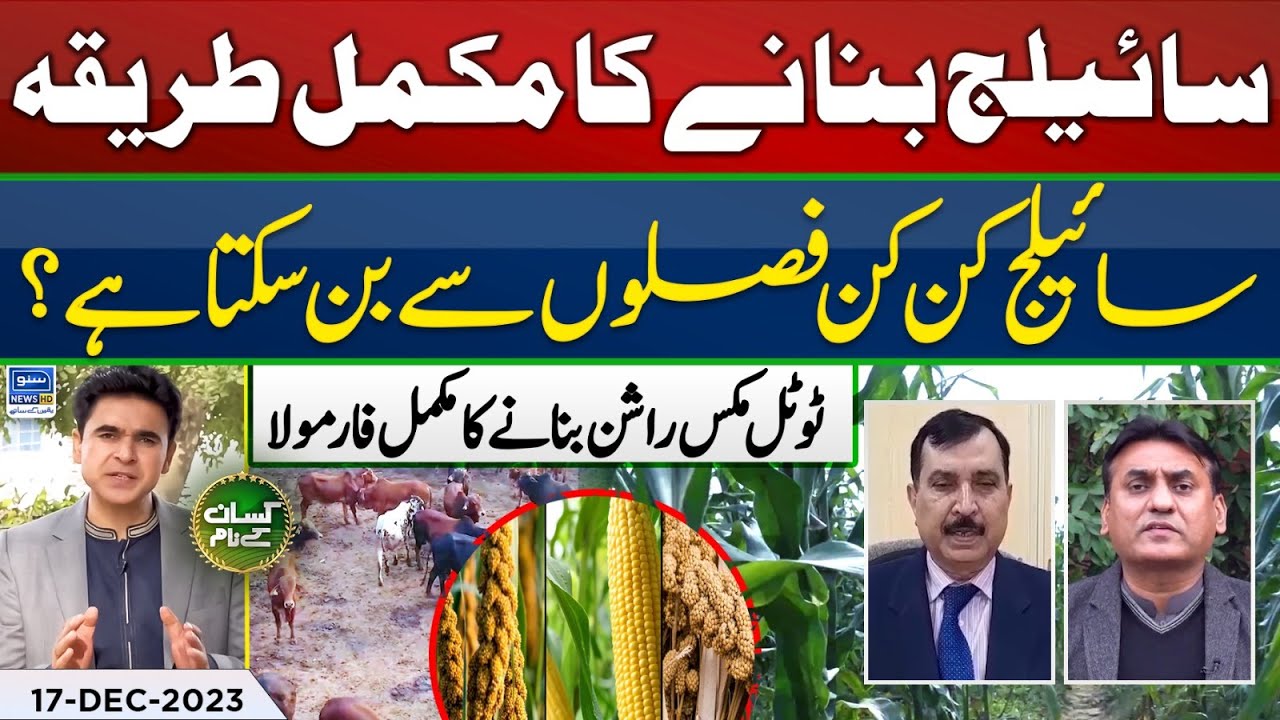 How to make silage | TMR formulation | Kissan Kay Naam | EP 47 | Suno News HD | 17 Dec 2023