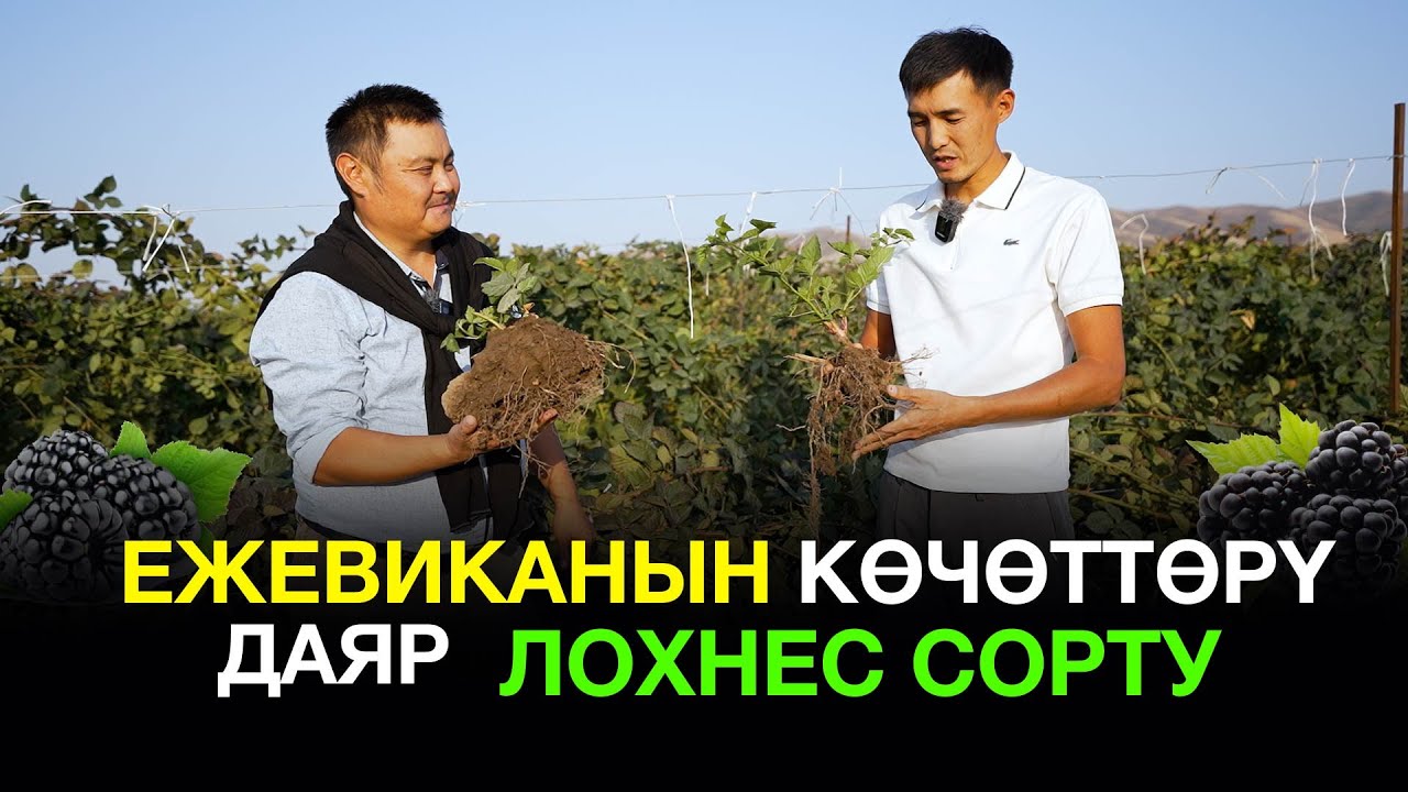 Ежевиканын көчөттөрүн качан отургузат? Эмнеден башташ керек! Прибыльный сорту спросто!