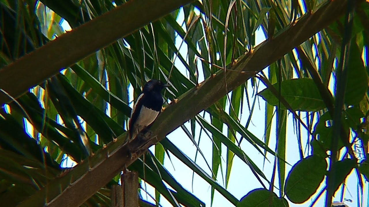 Full gacor burung Kacer di alam #kacermania