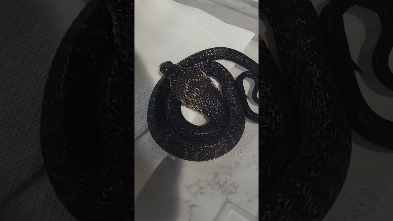 COBRA MOCKS ME!!! #cobras #venomoussnakes #reptiles #forestcobra #funnyanimalvideos #funny