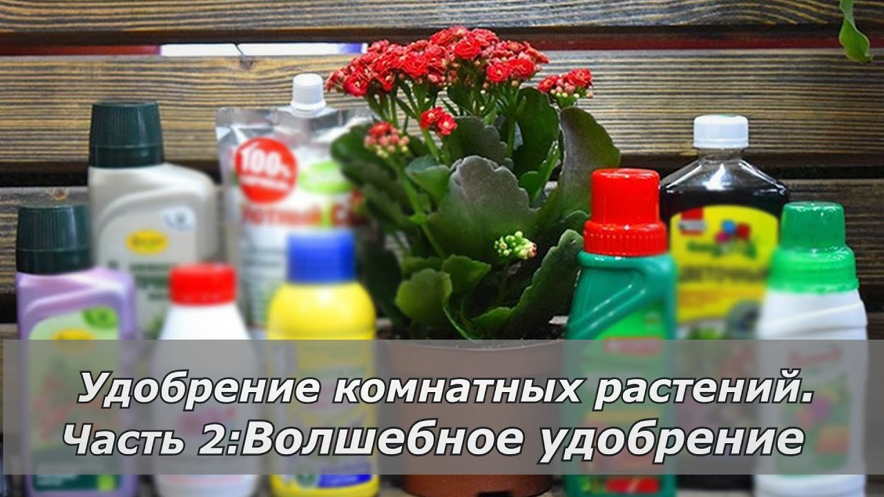 Волшебное удобрение. Часть 2.