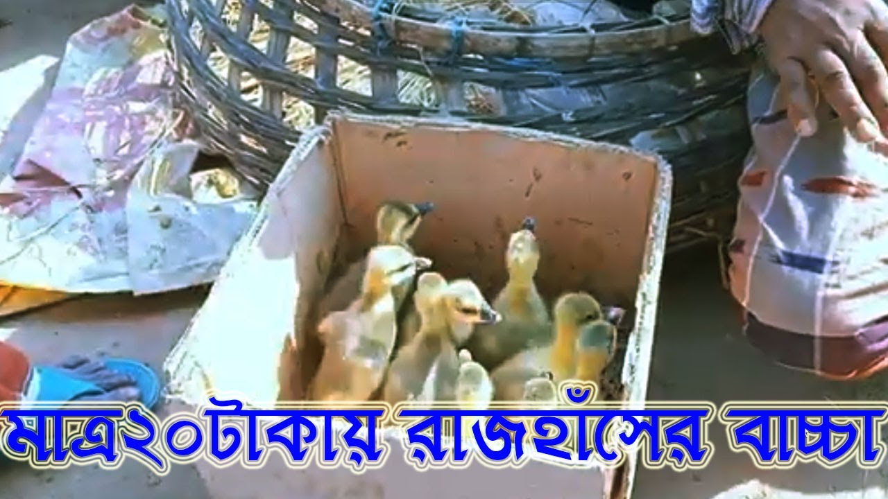 মাত্র 20 টাকায় রাজহাঁসের বাচ্চা|||Baby swans for just Rs 20 @R-PACK-Sagor