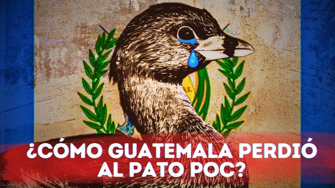 ¿Cómo se extinguió el Pato Poc en Guatemala? 🪿 Tragedia en el Lago Atitlán 😔