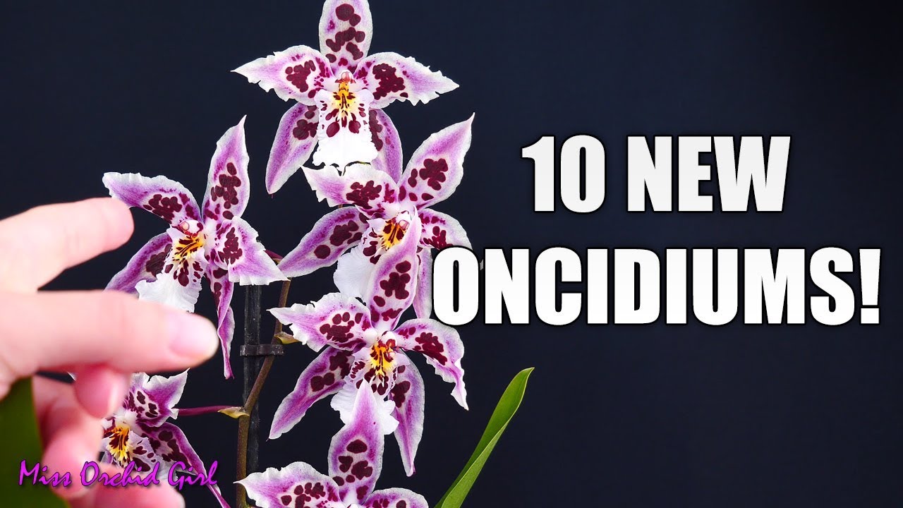 Epic Oncidium Orchid haul - My favorite intergenerics!