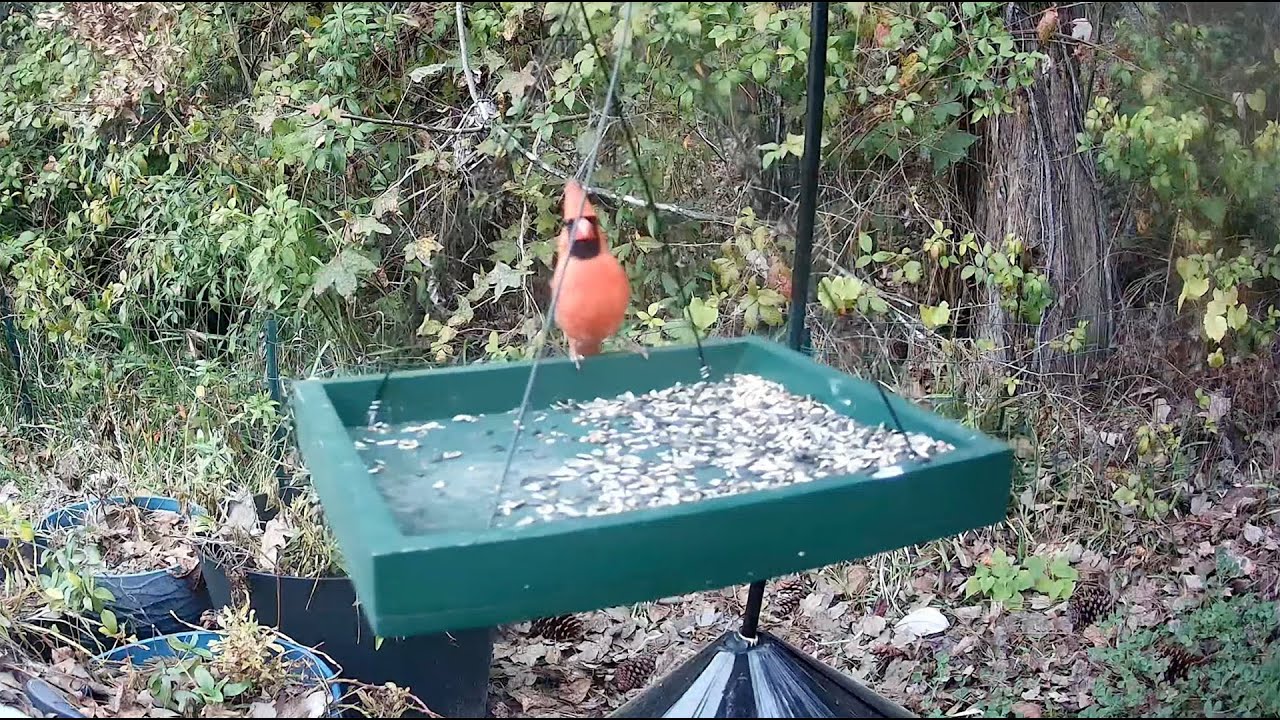 Daily Bird Live Stream from North Florida 🕊️ January 24, 2026