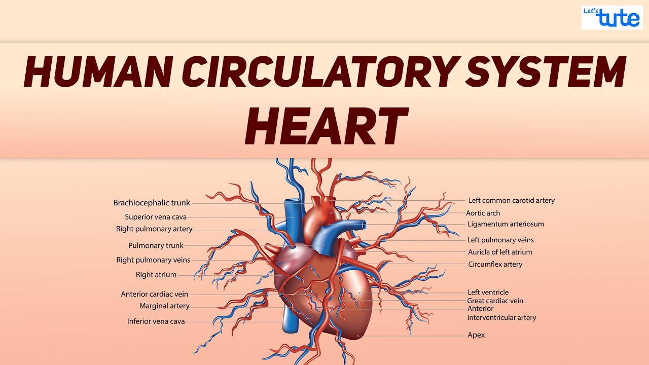 Human Circulatory System | Letstute