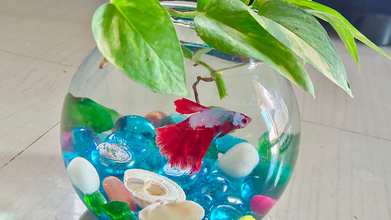 Betta Fish Bowl Setup | Bowl Setup for Betta Fish | Grow Money plant in Fish Bowl