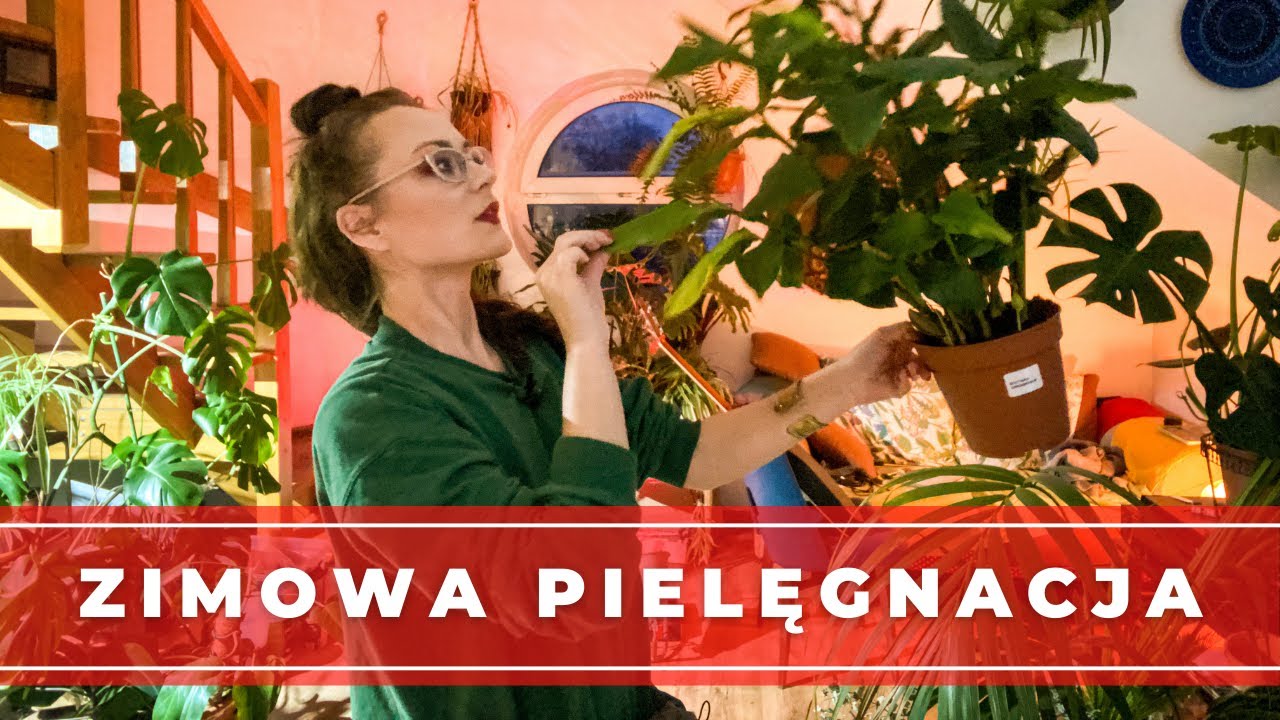 Jak dbać o doniczkowe rośliny domowe w czasie zimy ? 🌱 Vlog