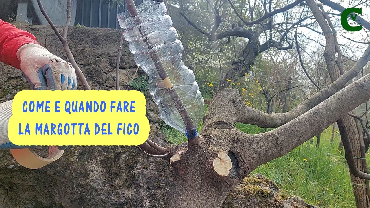 Fai così se vuoi nuove piantine di fichi a costo zero pronte per essere messe a dimora. Il fico
