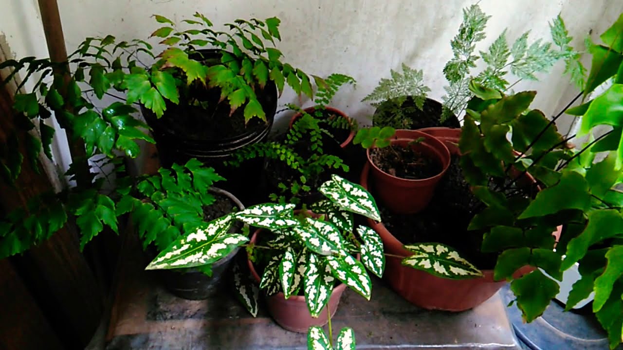 Avencas Variadas - Maindanhair fern - Adiantum
