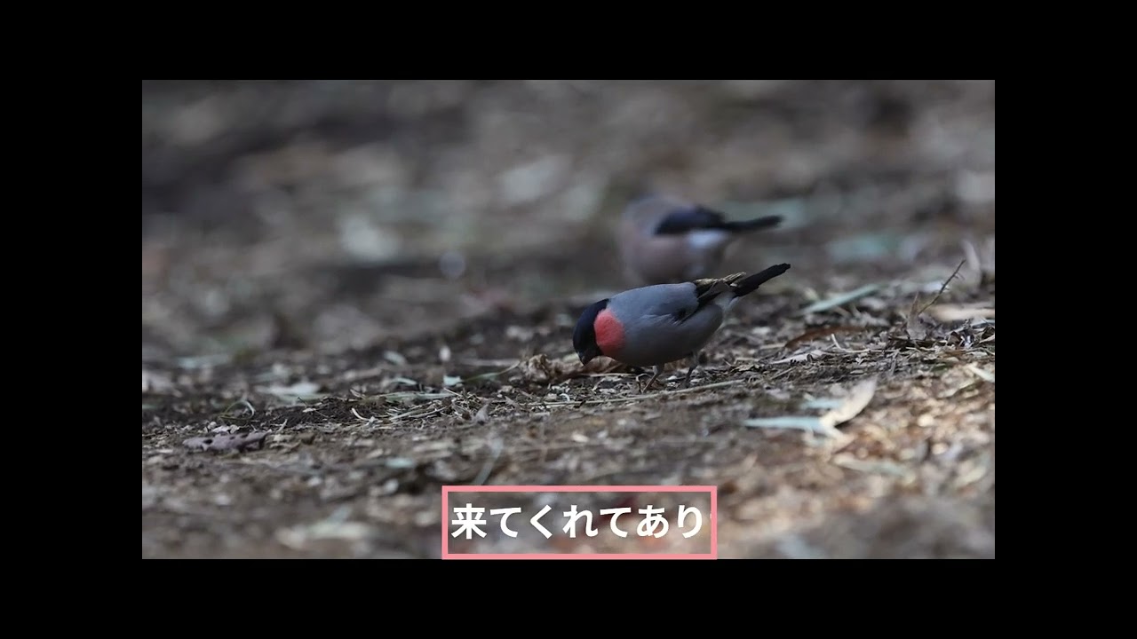 2026 01 地上に降りたウソ