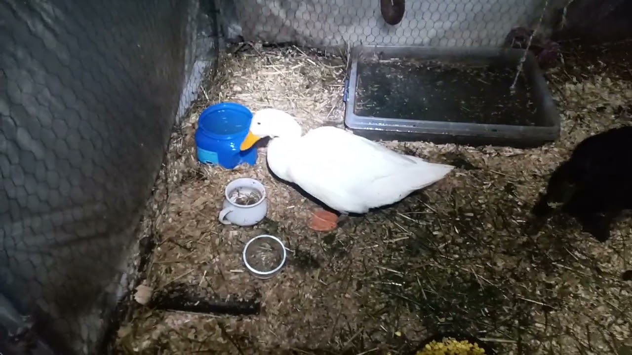 Winters Evening Snowy Update... 🫶🏼🦆🫶🏼... Video 1/2