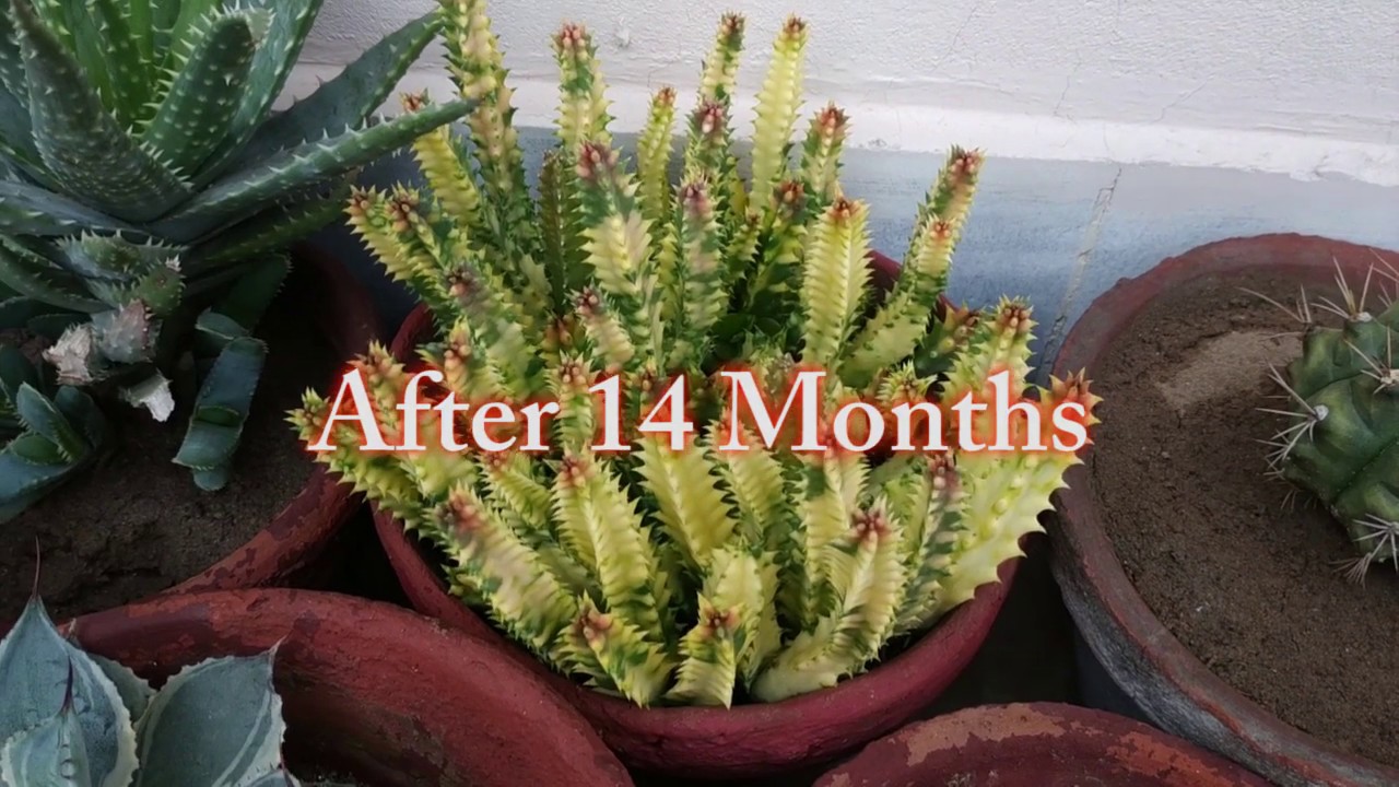How to Grow and Propagate Stapelia Variegata Carrion-flower Starfish Succulent Plant